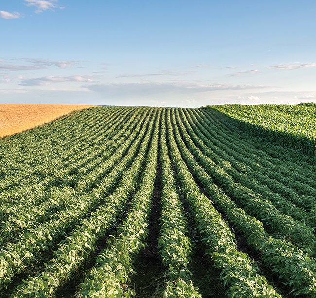 Field of healthy soybeans bordered by a growing corn field and a harvested wheat field.