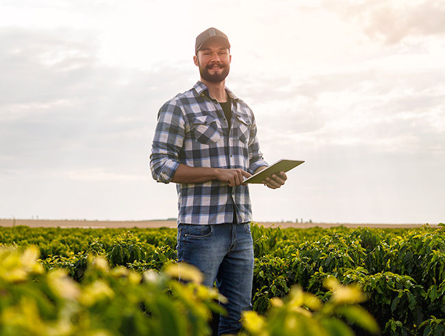 Farmer standing in rows of a healthy and green soybean field.